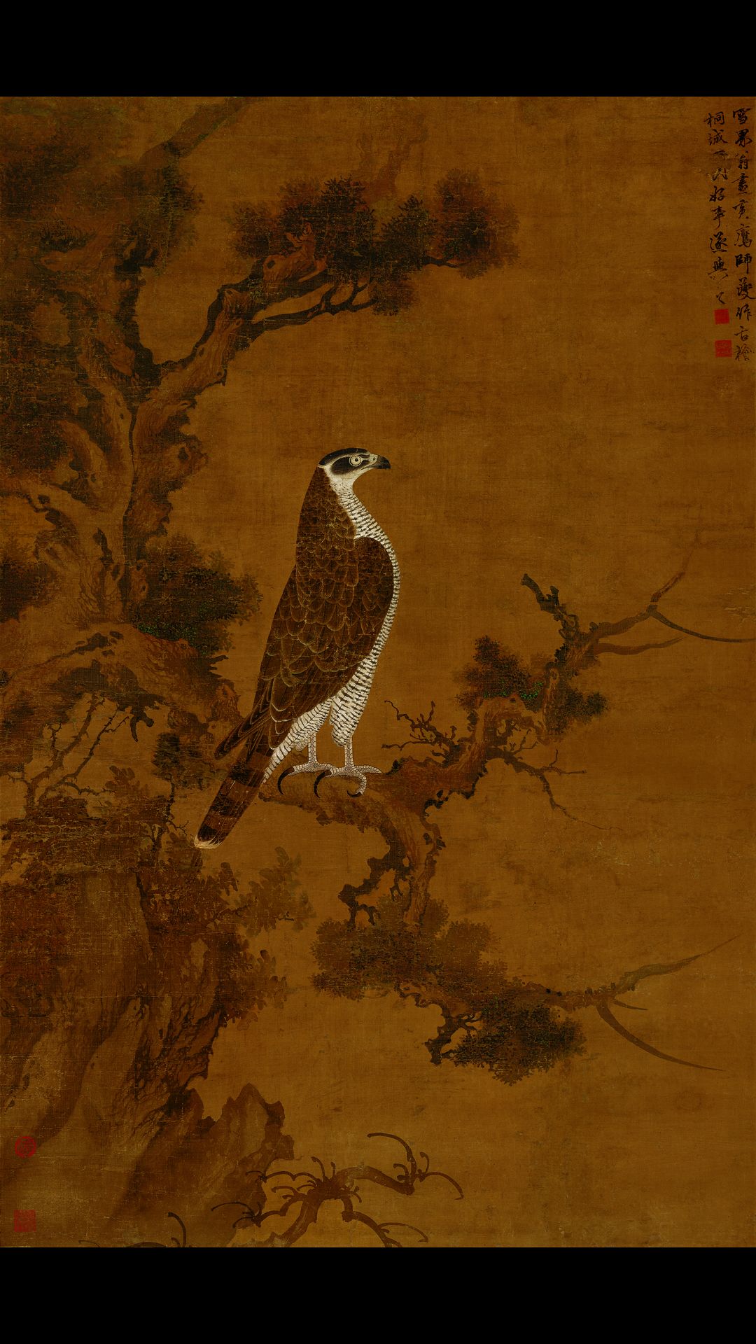元 张舜咨 柏鹰图(雪界翁)绢本146×96