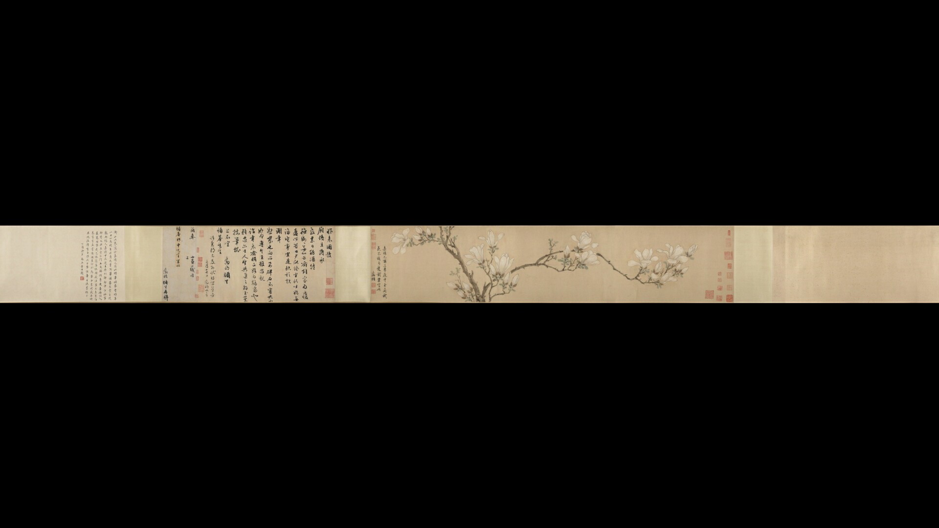 明 文徵明 白玉兰图卷27.9×133
