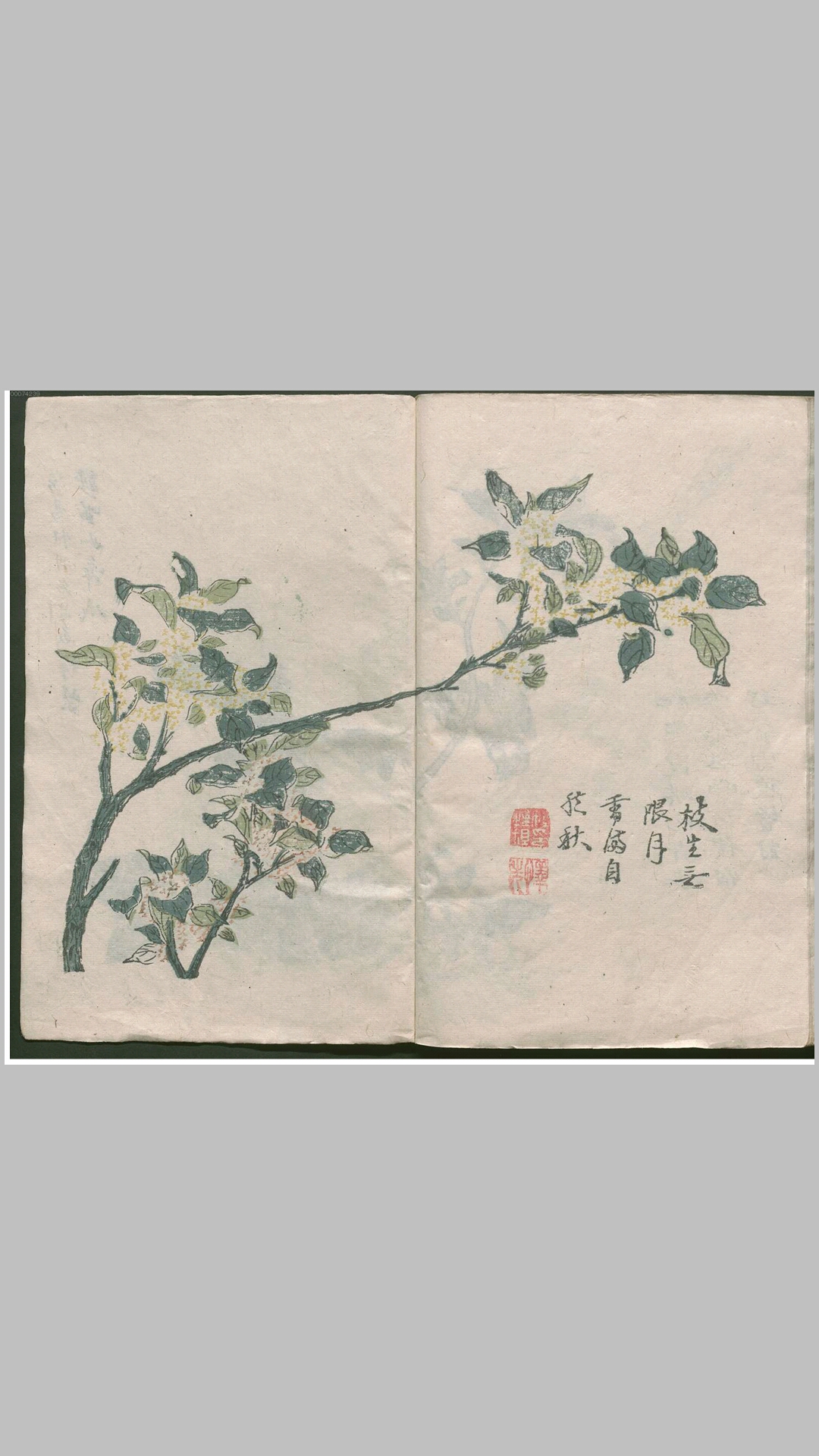 芥子
